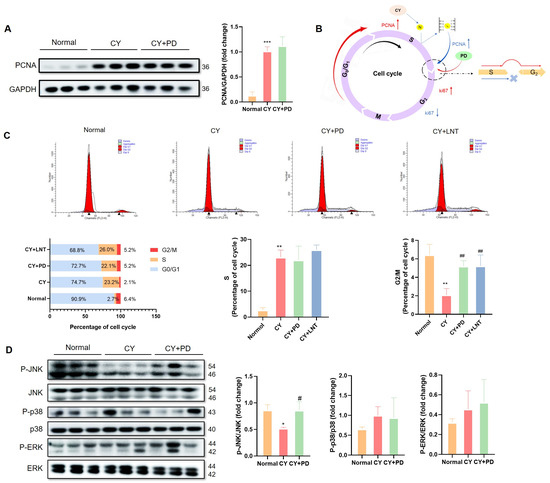 Polydatin Alleviates Cyclophosphamide-Induced Mouse
