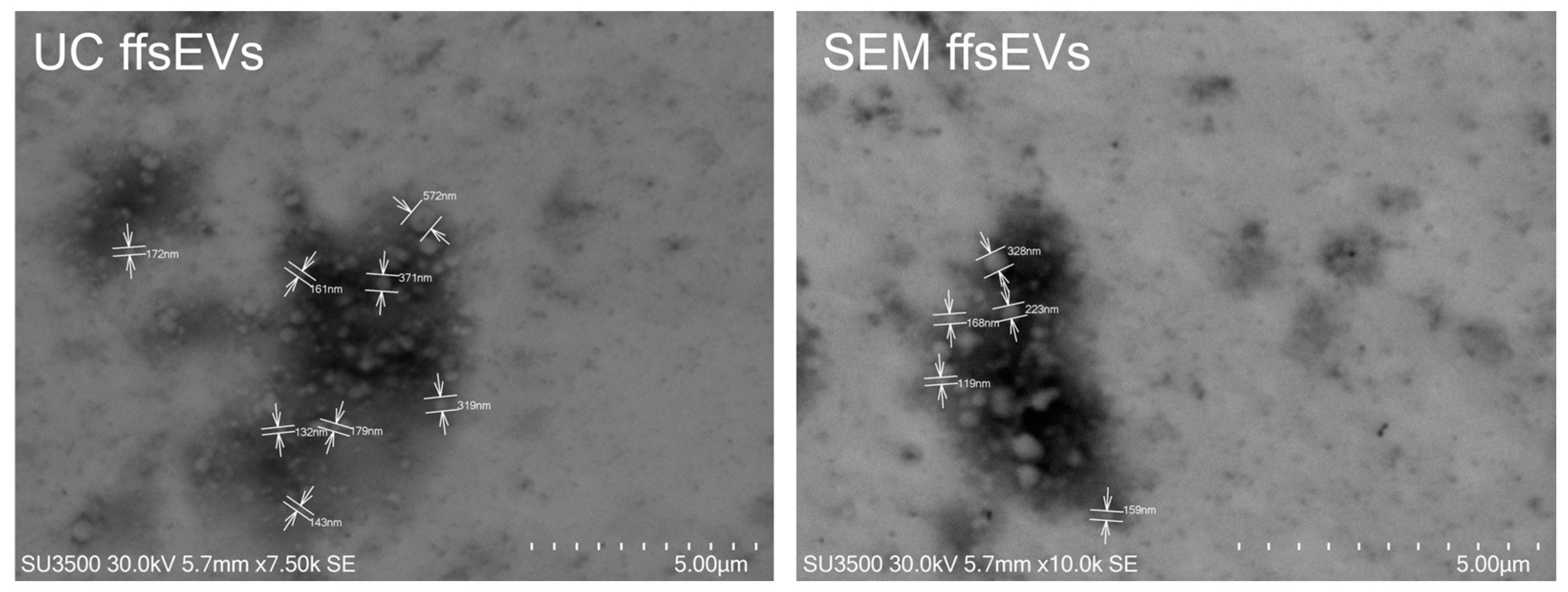 Ijms 26 02880 g002 Ijms 26 02880 g002