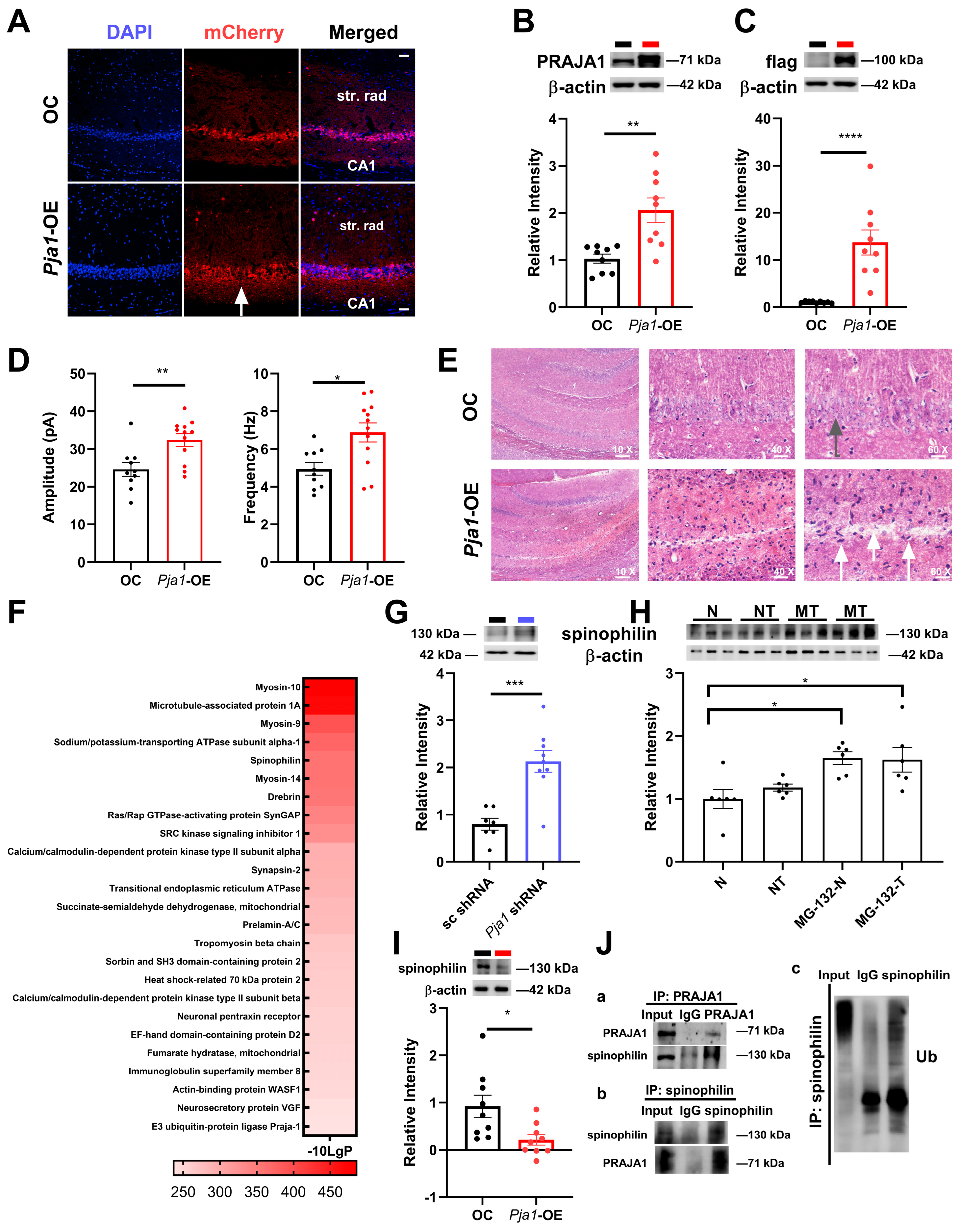Ijms 26 02909 g006 Ijms 26 02909 g006