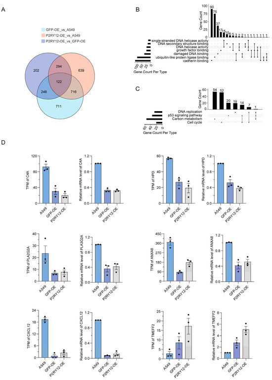 Alterations in Gene Expression and Alternative Splicing