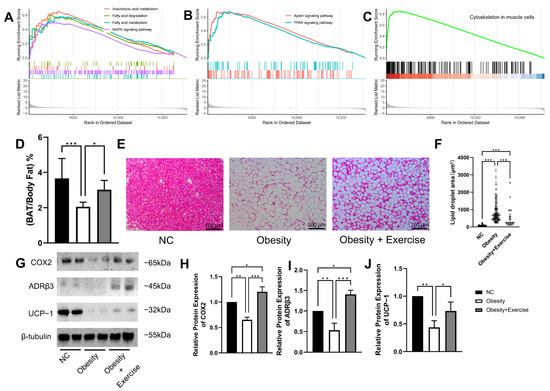 Exercise Improves the Cytoskeletal and Metabolic Functions of Brown ...