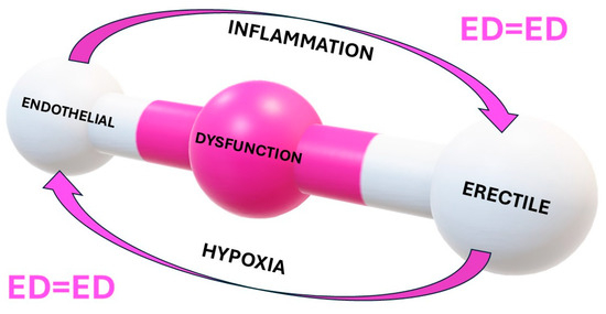 Erectile Dysfunction and Oxidative Stress: A Narrative Review