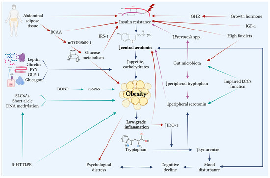 The Involvement of Serotonin in the Obesity Pathway—A Last Decade  Systematic Review of the Literature