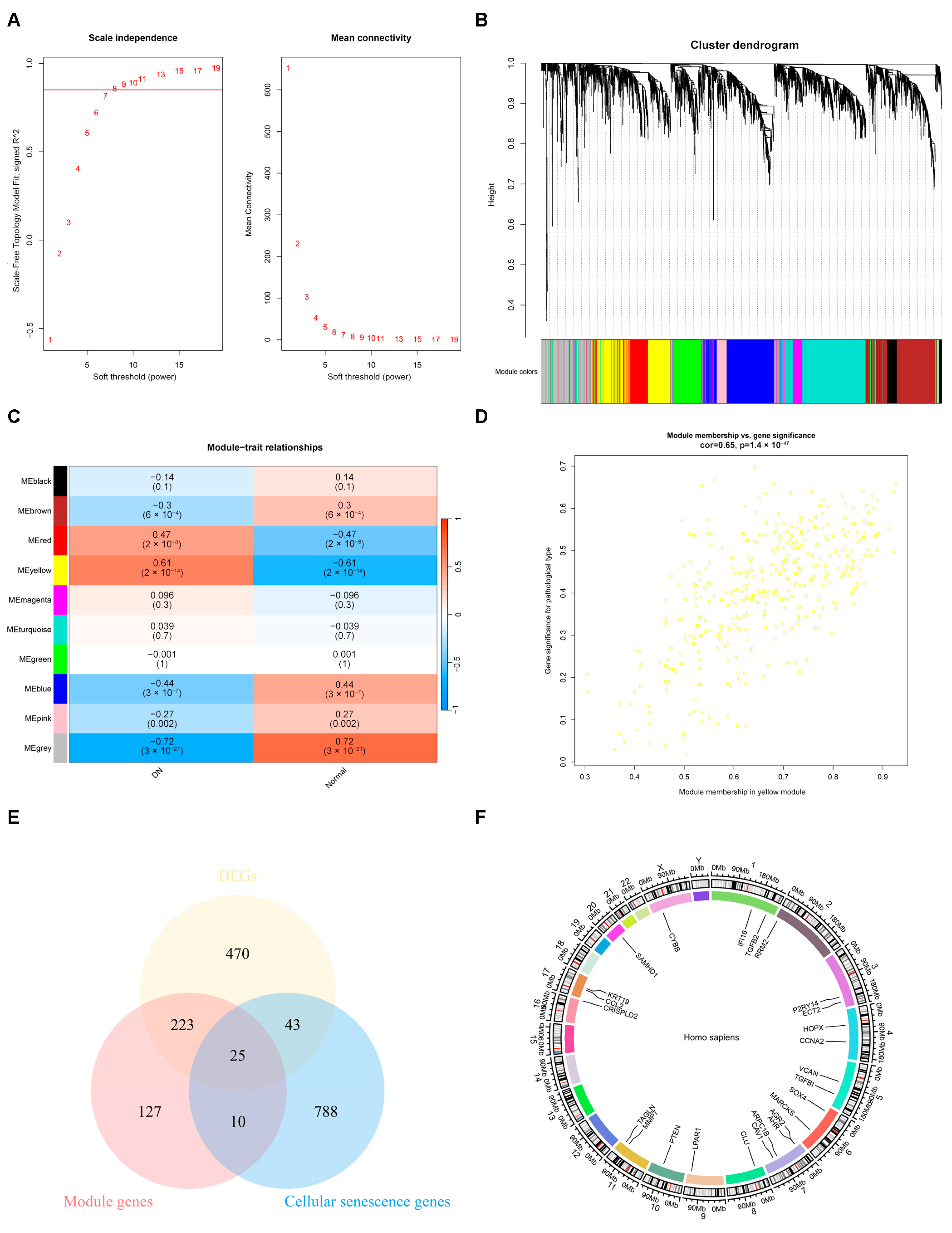 PTEN: A Novel Diabetes Nephropathy Protective Gene Related