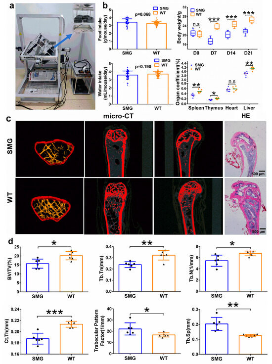 Molecular Mechanism of Microgravity-Induced Intestinal Flora