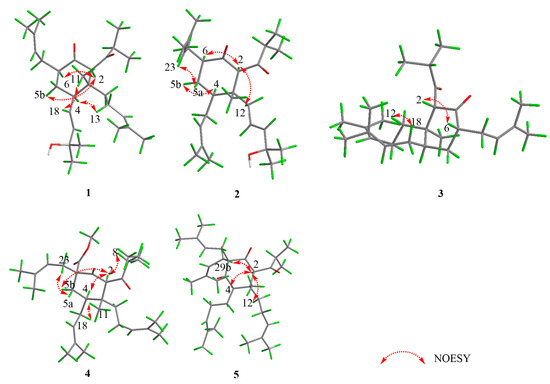 Neuroprotective Effect of Nor-Prenylated Acylphloroglucinols