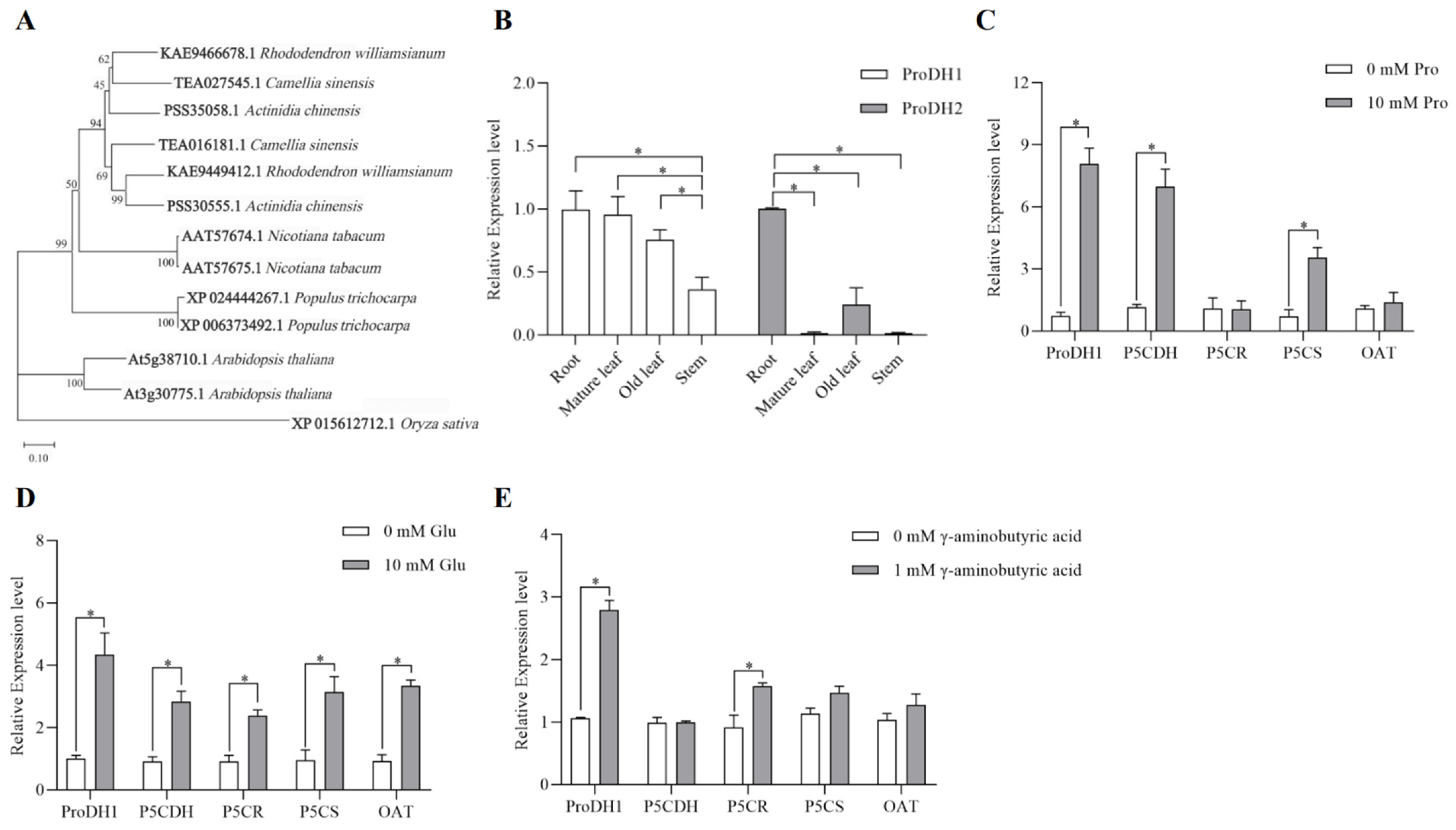 The Proline Dehydrogenase Gene CsProDH1 Regulates