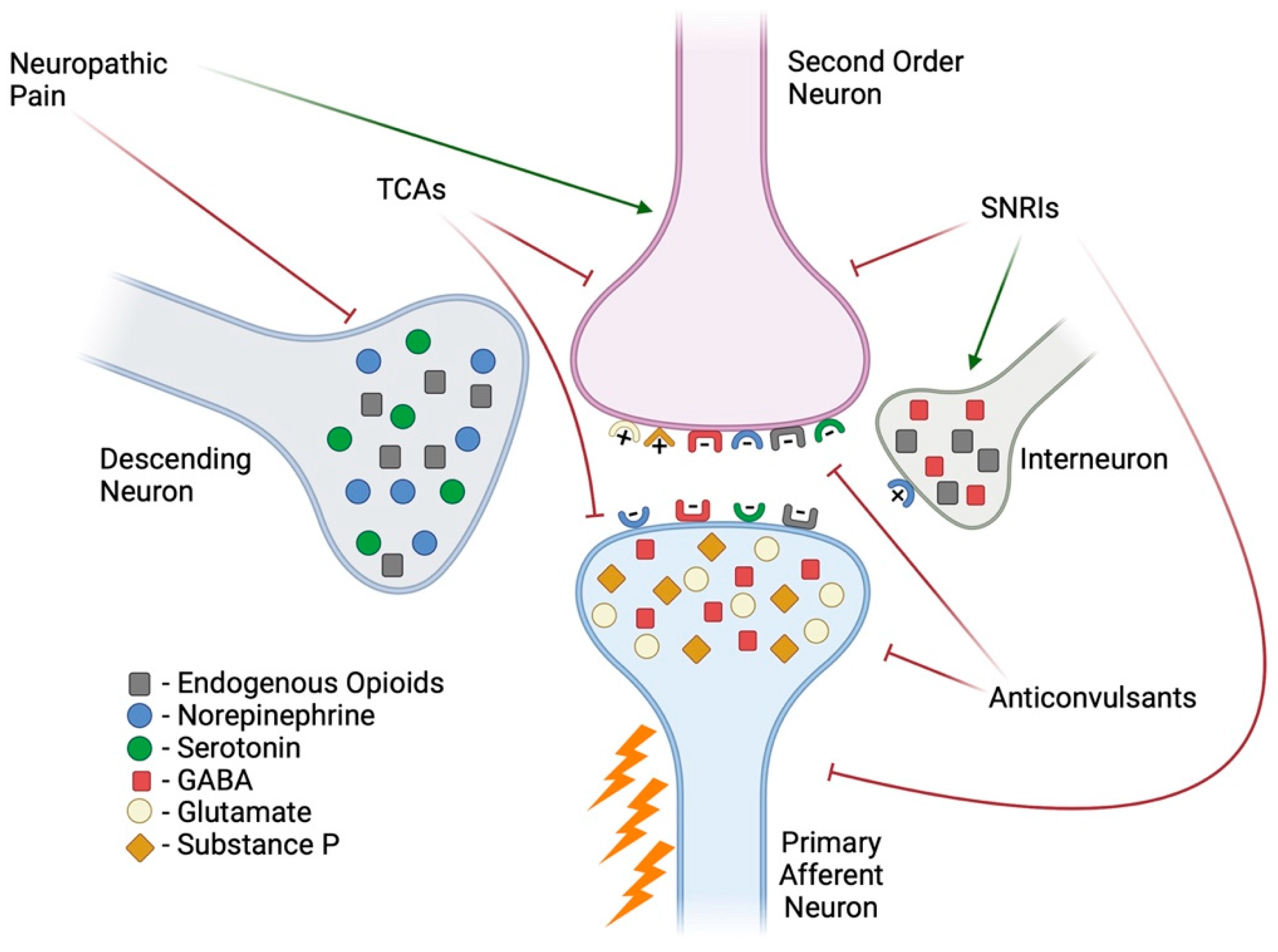 Ijms 26 03195 g001 Ijms 26 03195 g001