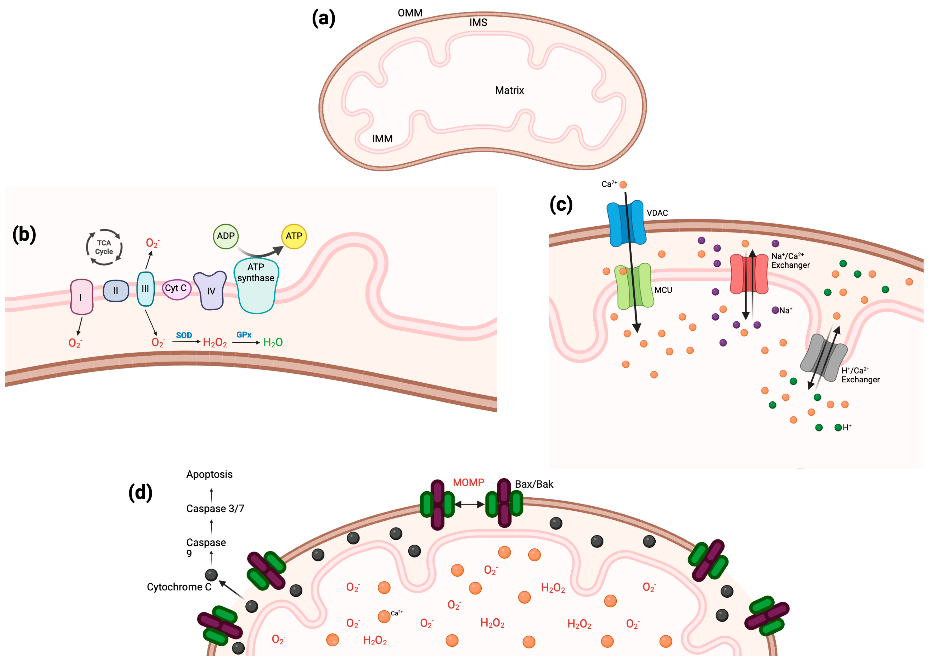 Ijms 26 03195 g002 Ijms 26 03195 g002