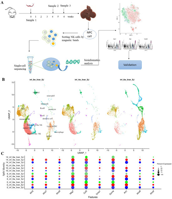 Frontiers | Targeting amino acid-metabolizing enzymes for