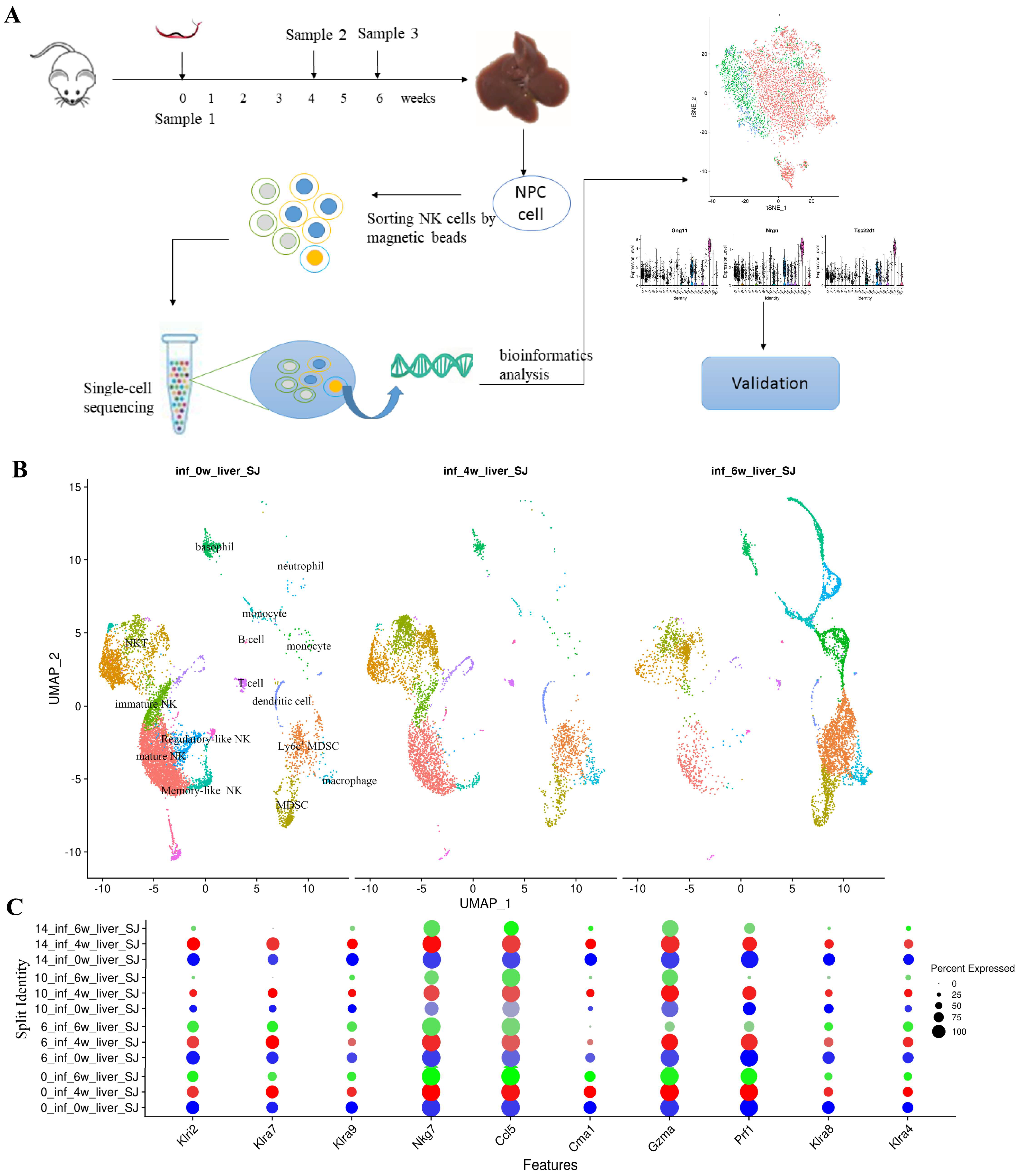 Single-Cell Sequencing Reveals the Heterogeneity of Hepatic
