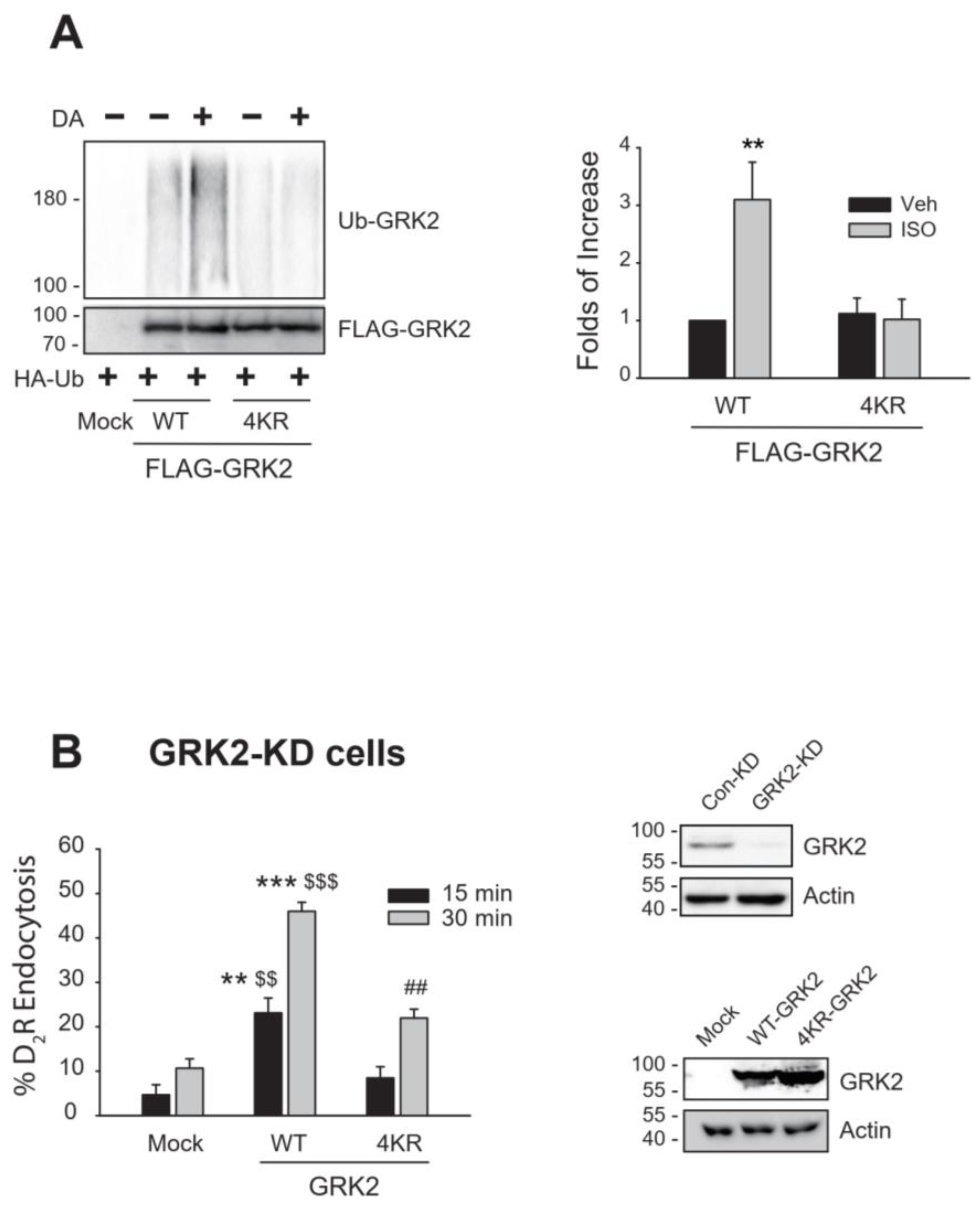 Ijms 26 03238 g001 Ijms 26 03238 g001