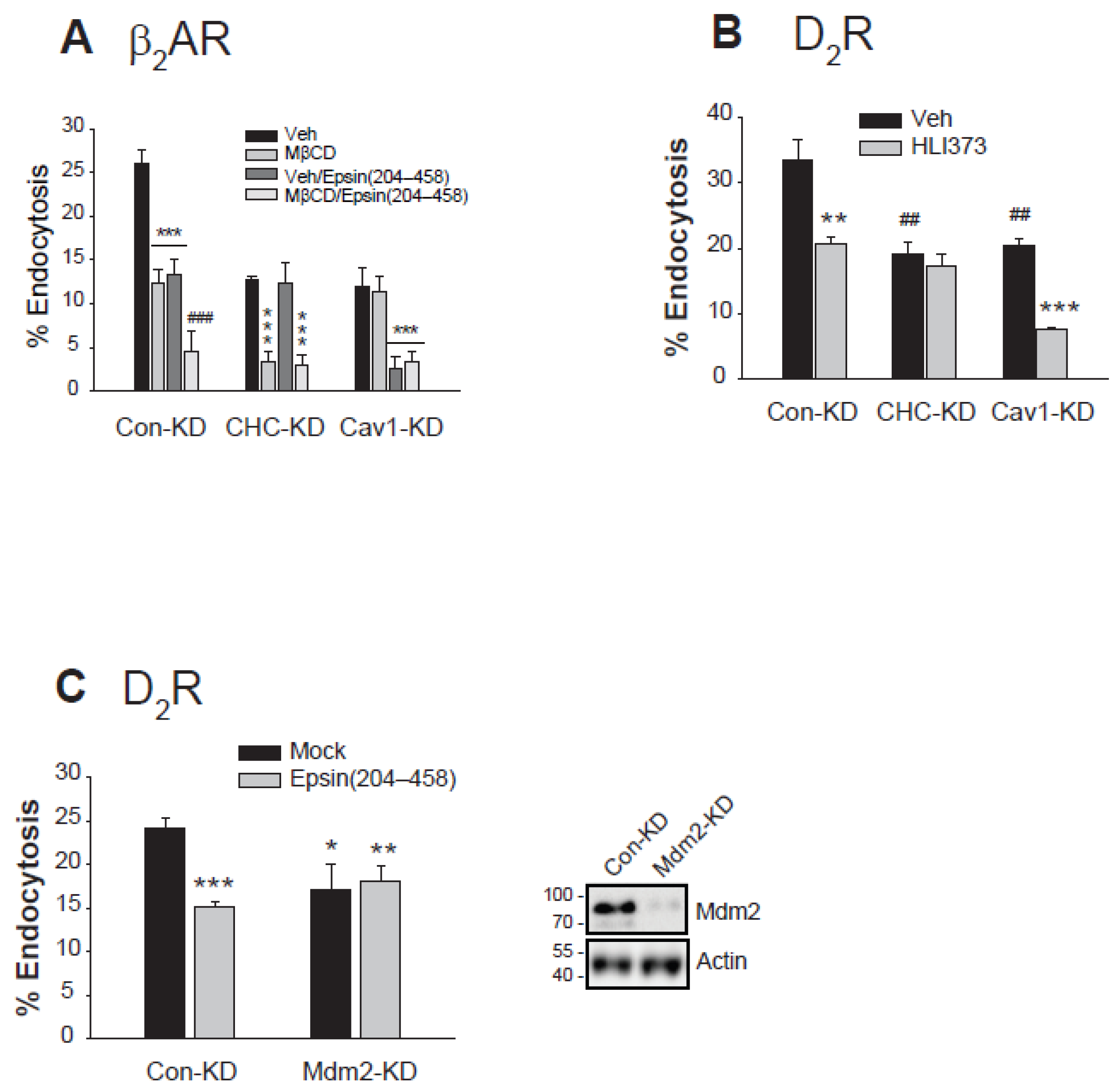 Ijms 26 03238 g006 Ijms 26 03238 g006