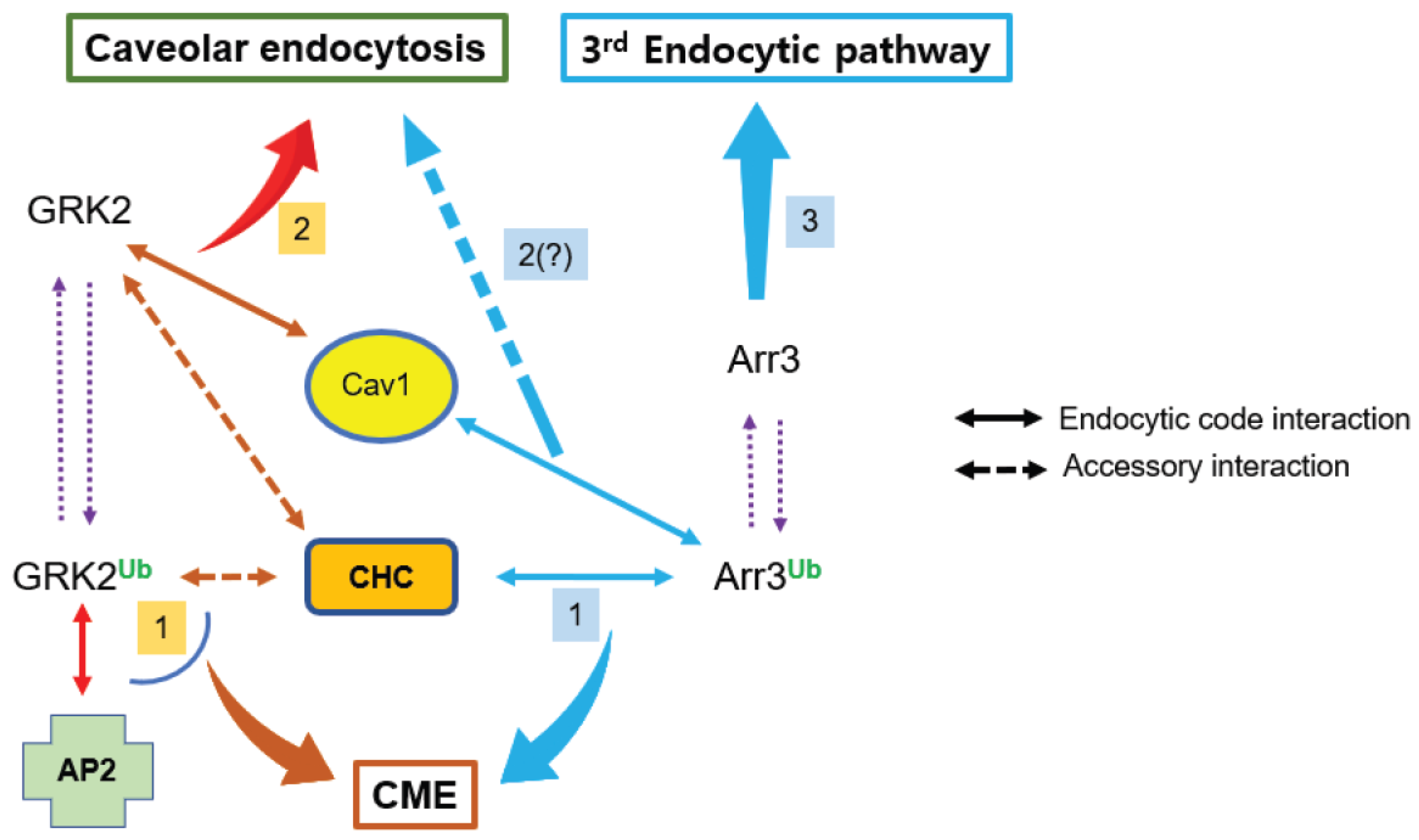 Ijms 26 03238 g009 Ijms 26 03238 g009