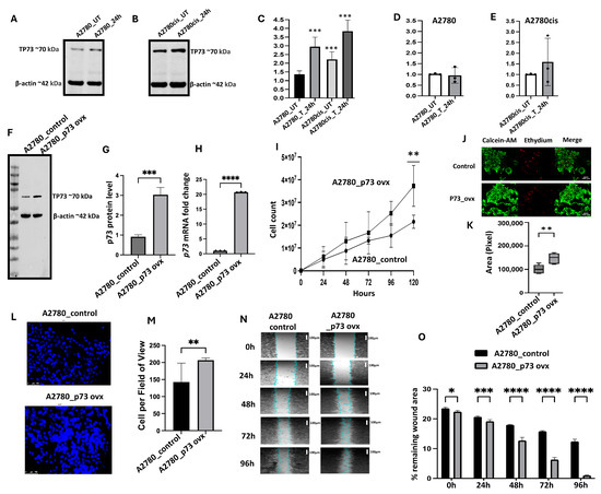 Transcription Factor p73 Is a Predictor of Platinum