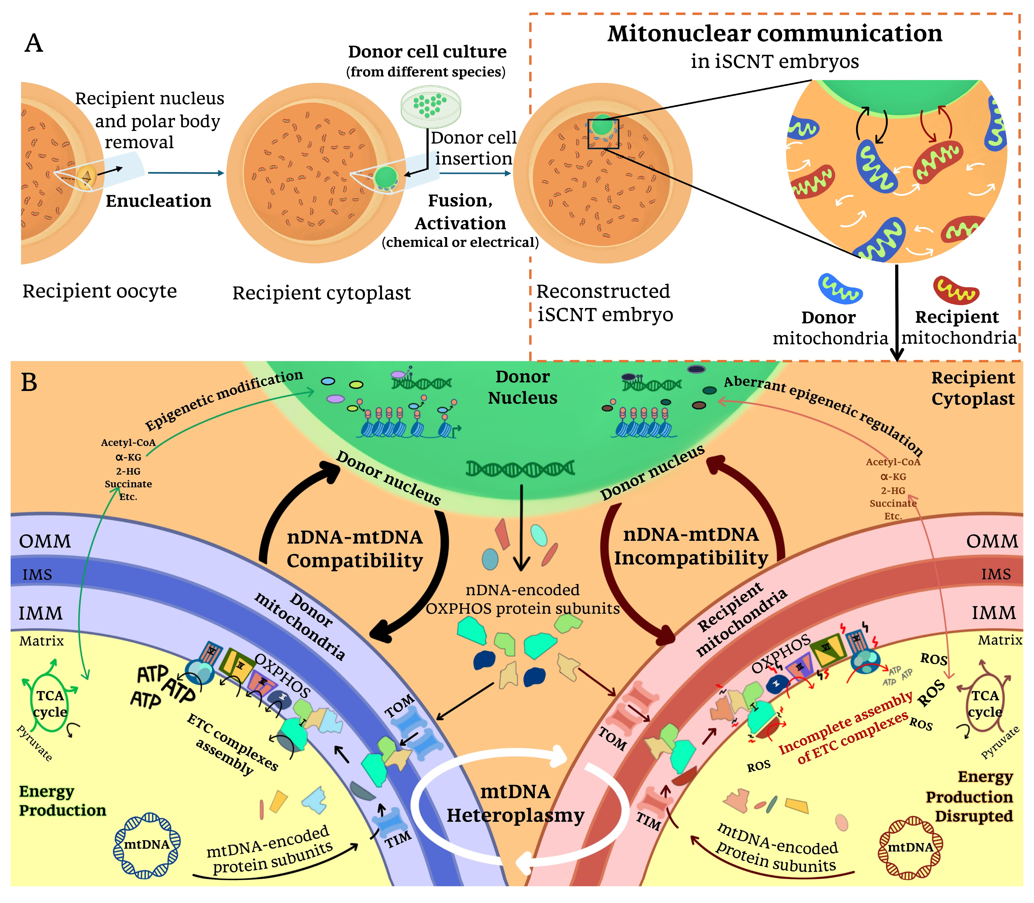 通販 送料無料  The Nuclear Cell Somatic Interspecies of Complexities その他