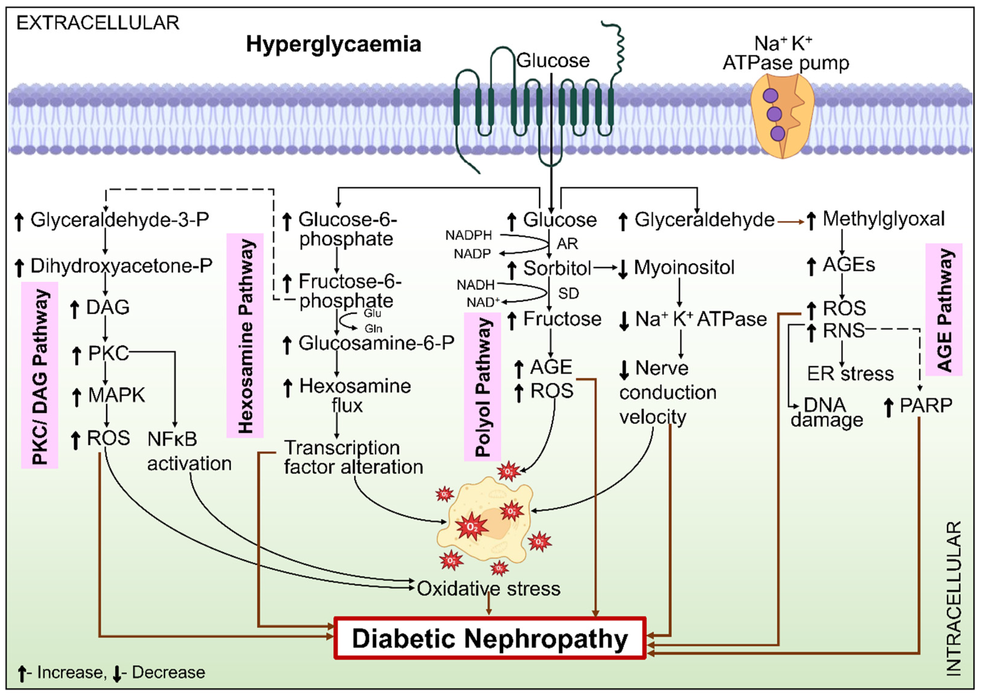 Ijms 26 03330 g003 Ijms 26 03330 g003