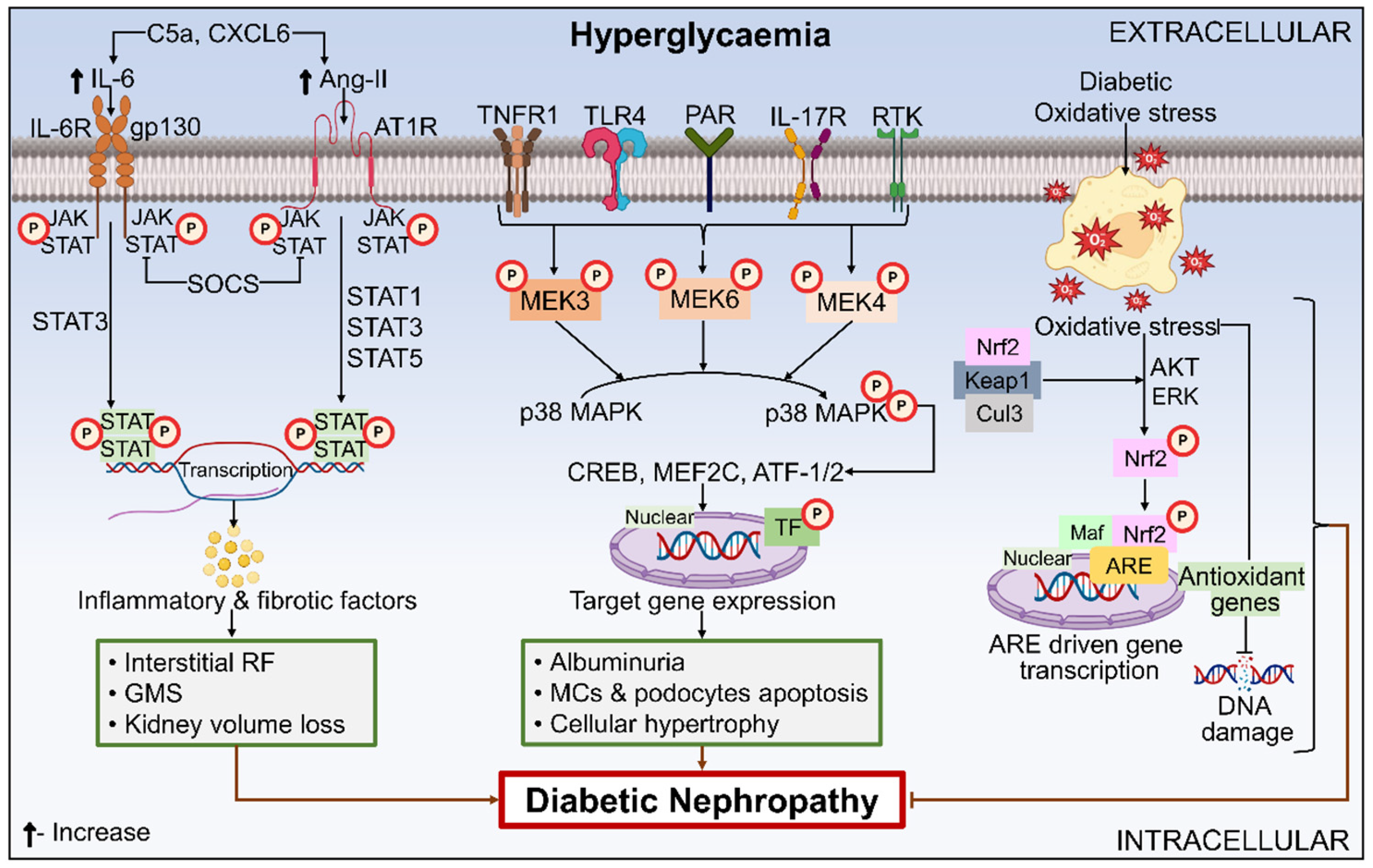 Ijms 26 03330 g005 Ijms 26 03330 g005