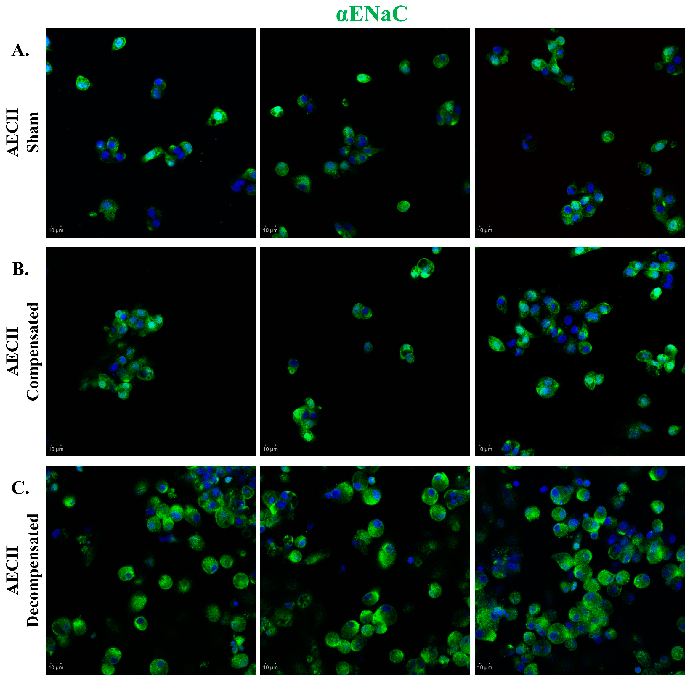 Ijms 26 03374 g006 Ijms 26 03374 g006