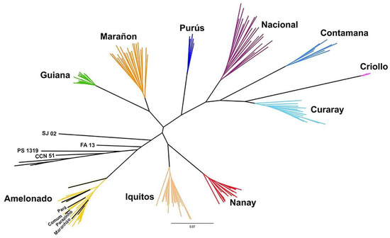 Elite Cacao Clonal Cultivars with Diverse Genetic Structure, High