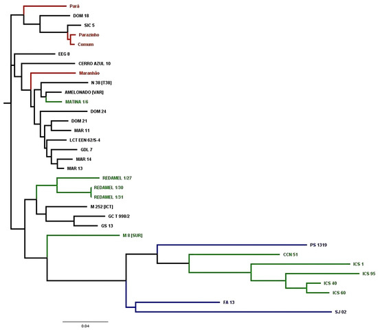 The Genetic Diversity of Cacao and Its… fpls-15-1367632-g005.jpg