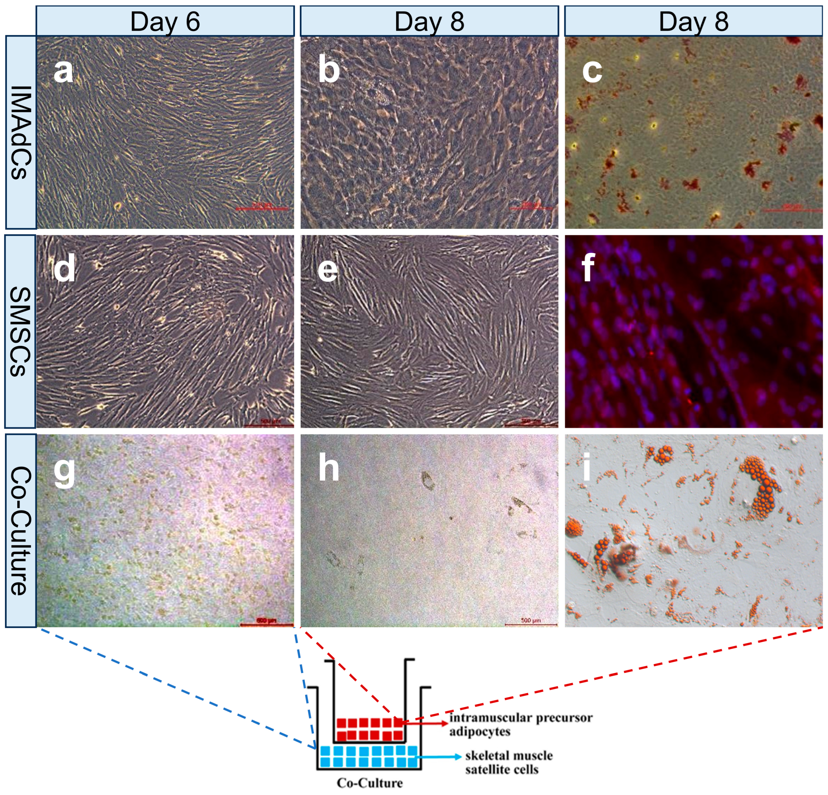 Ijms 26 03414 g001 Ijms 26 03414 g001