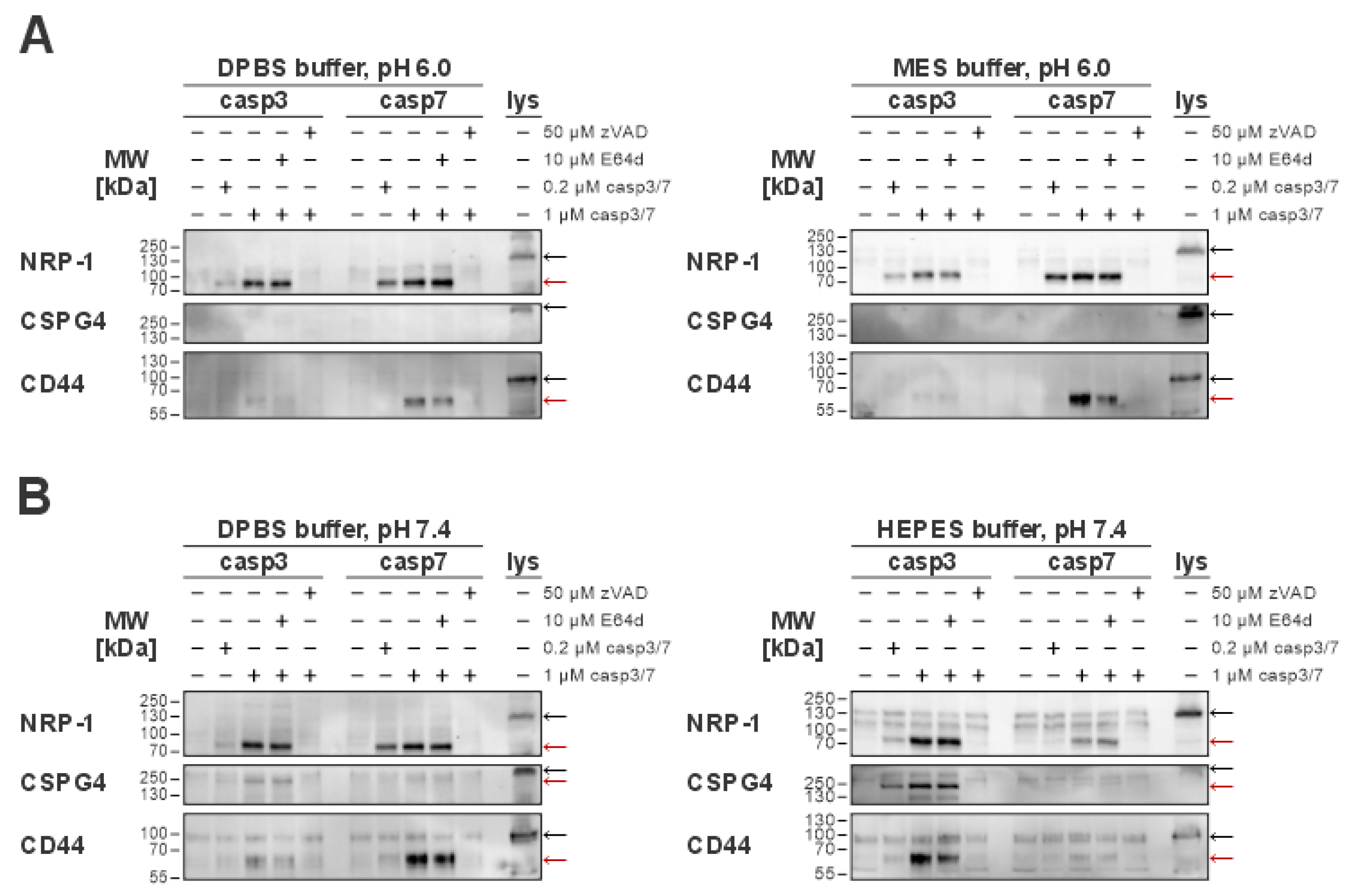 Ijms 26 03466 g005 Ijms 26 03466 g005
