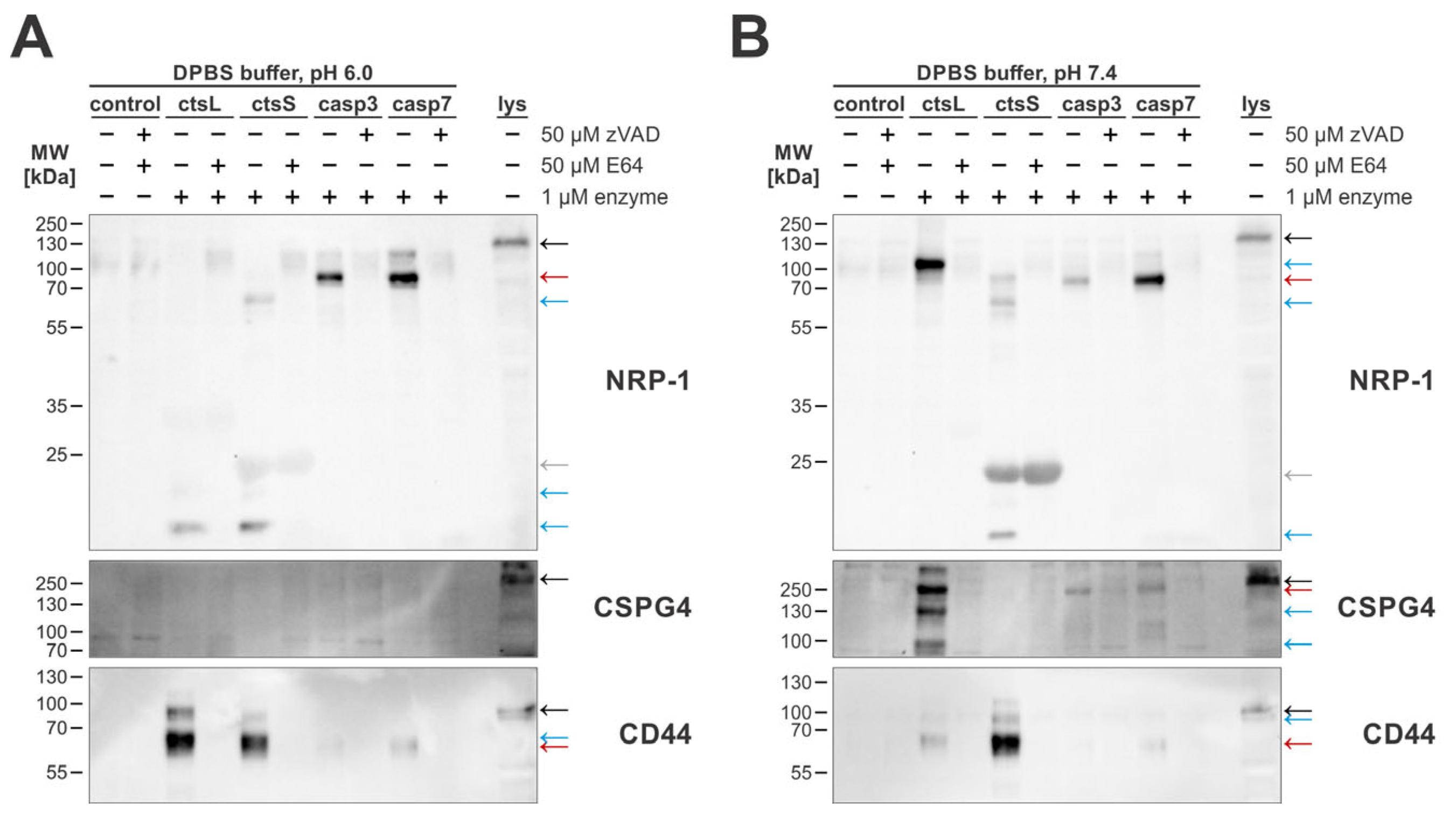 Ijms 26 03466 g006 Ijms 26 03466 g006