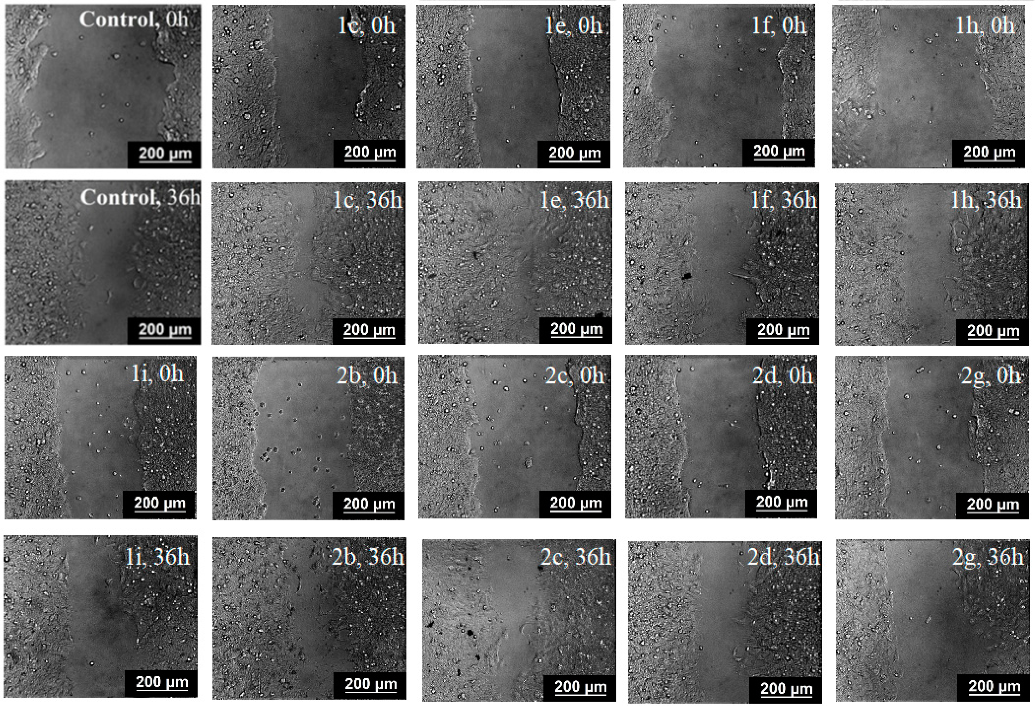 Ijms 26 03474 g012a Ijms 26 03474 g012a