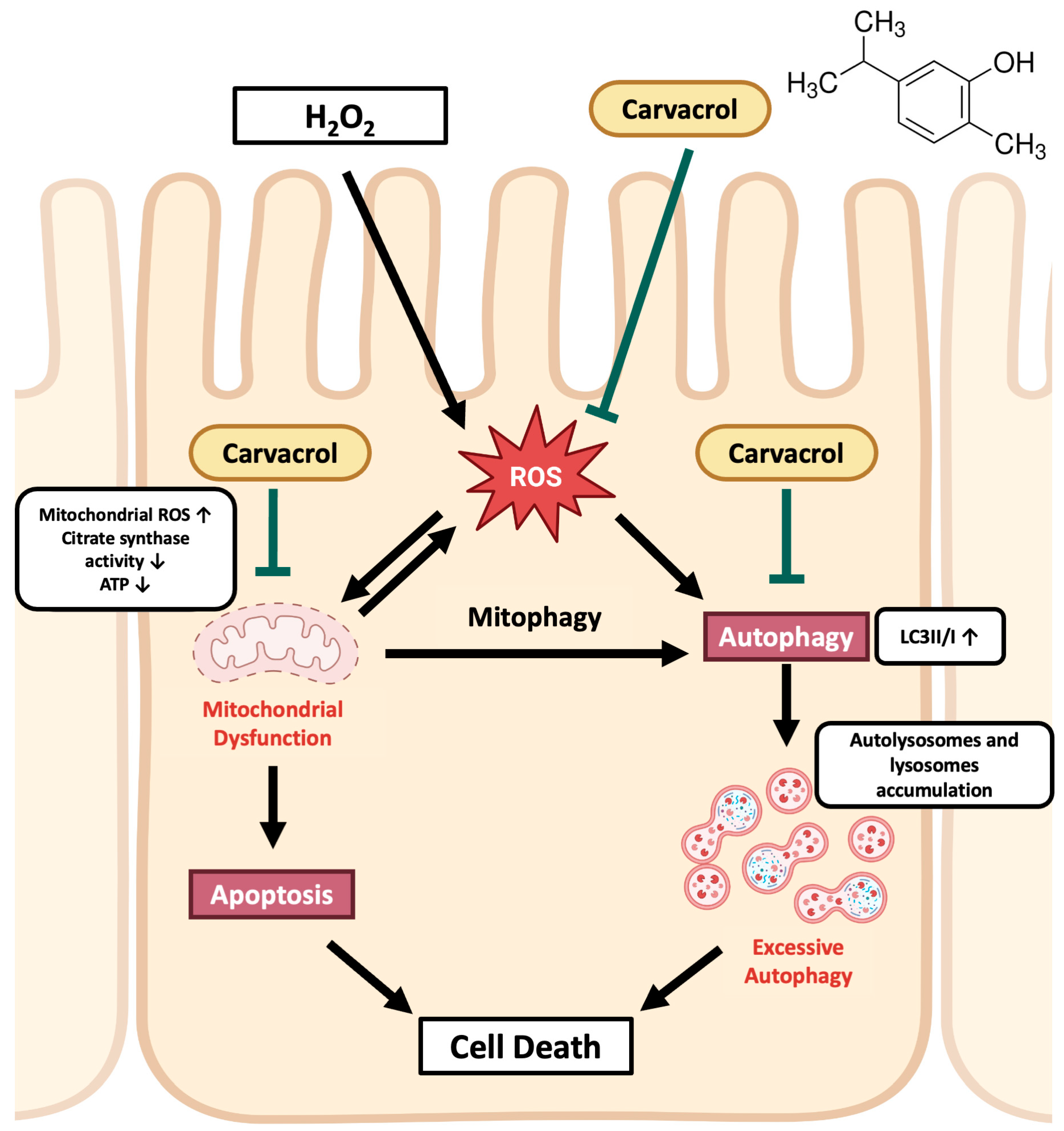 Carvacrol Protects IPEC-J2 Cells from Oxidative Stress by