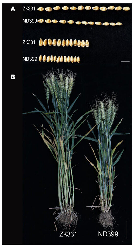 Identification of QTL for Grain Traits and Plant Height