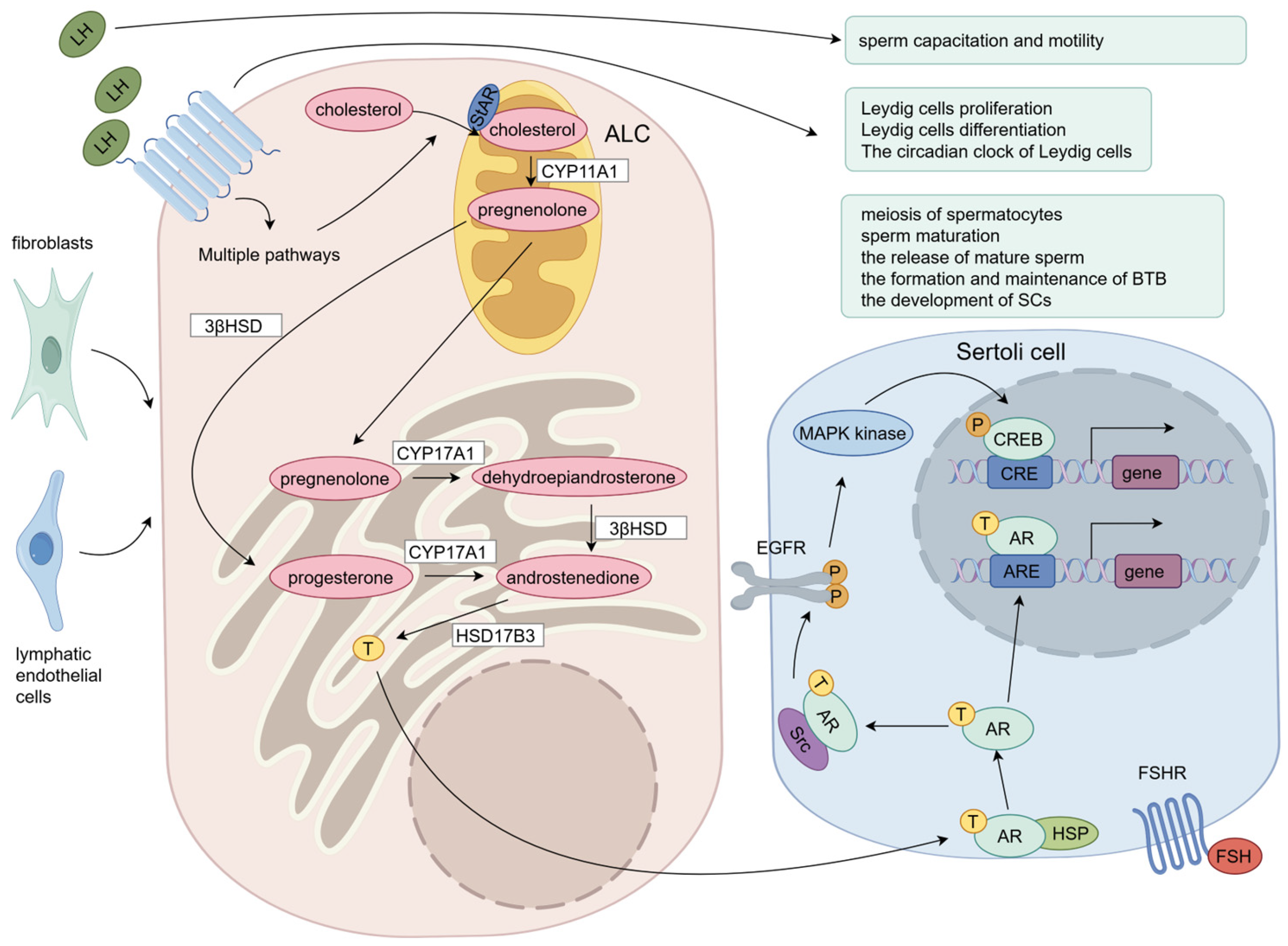 Ijms 26 03548 g002 Ijms 26 03548 g002