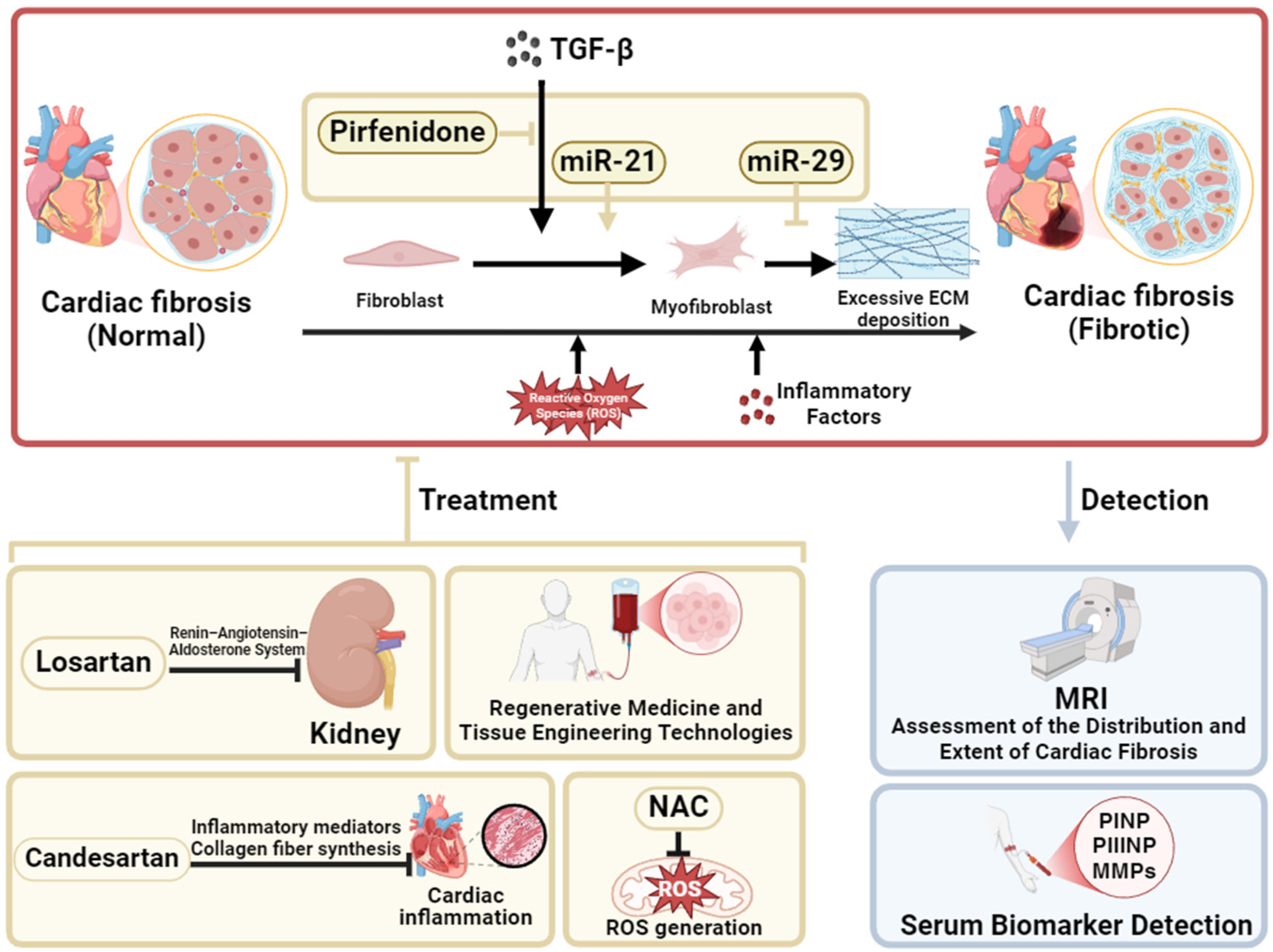 From Skeletal Muscle to Myocardium: Molecular Mechanisms of