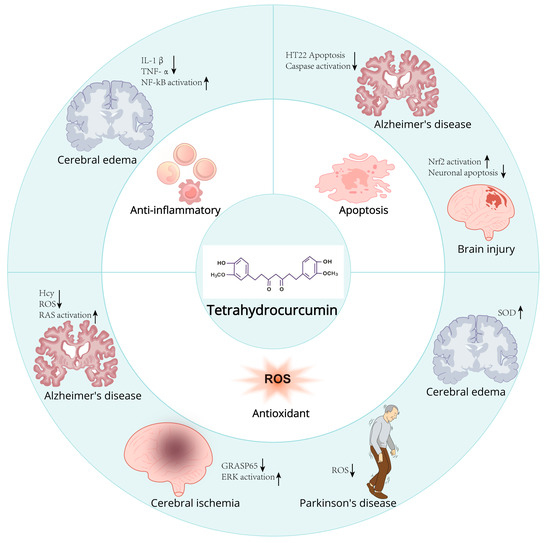 The Role of Tetrahydrocurcumin in Tumor and Neurodegenerative Diseases ...