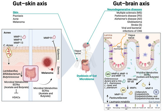 Matrix Dynamics and Microbiome Crosstalk: Matrix