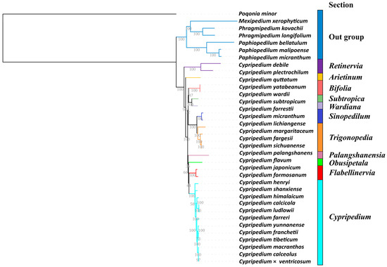 Comparative Analysis of the Chloroplast Genomes of Cypripedium