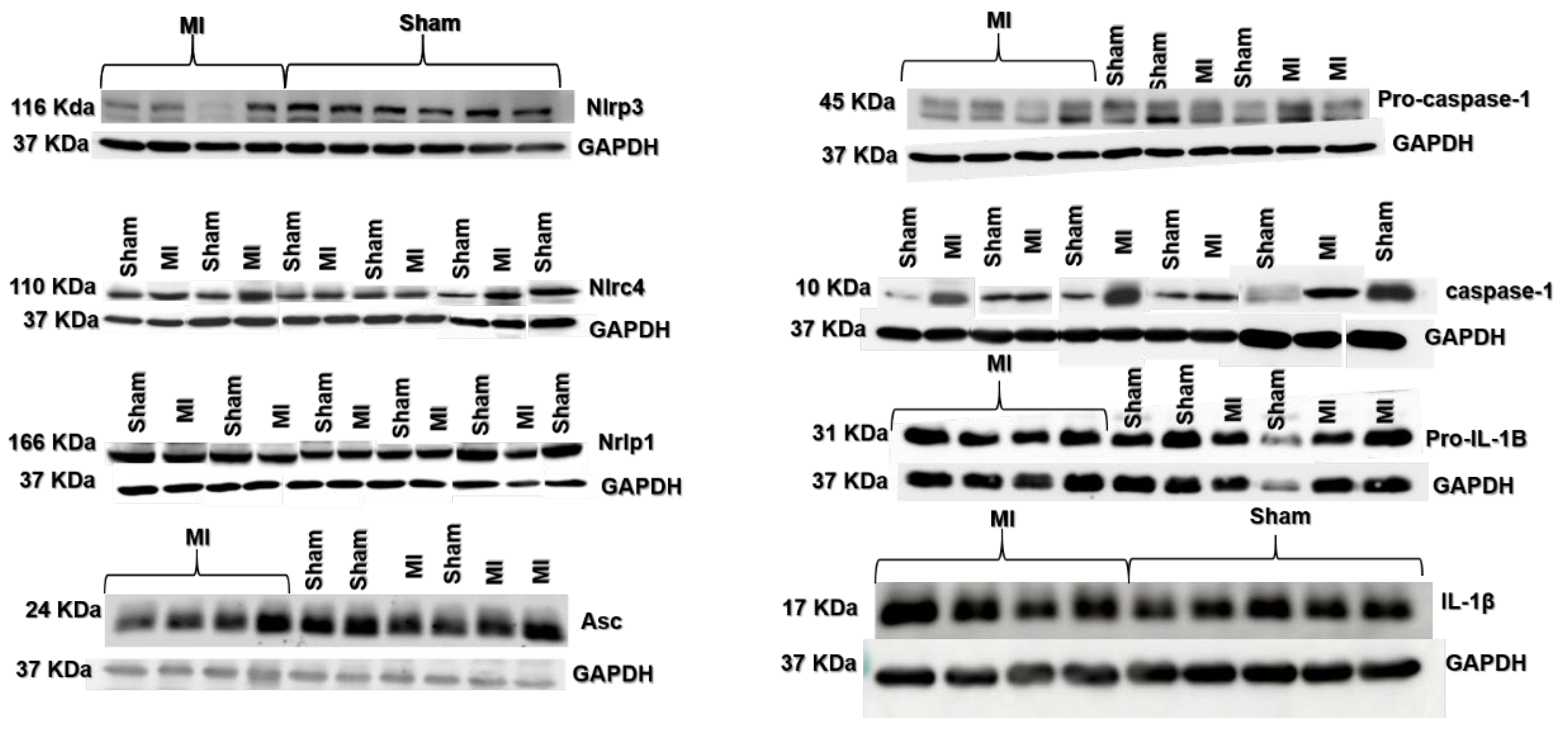 Ijms 26 03697 g005 Ijms 26 03697 g005