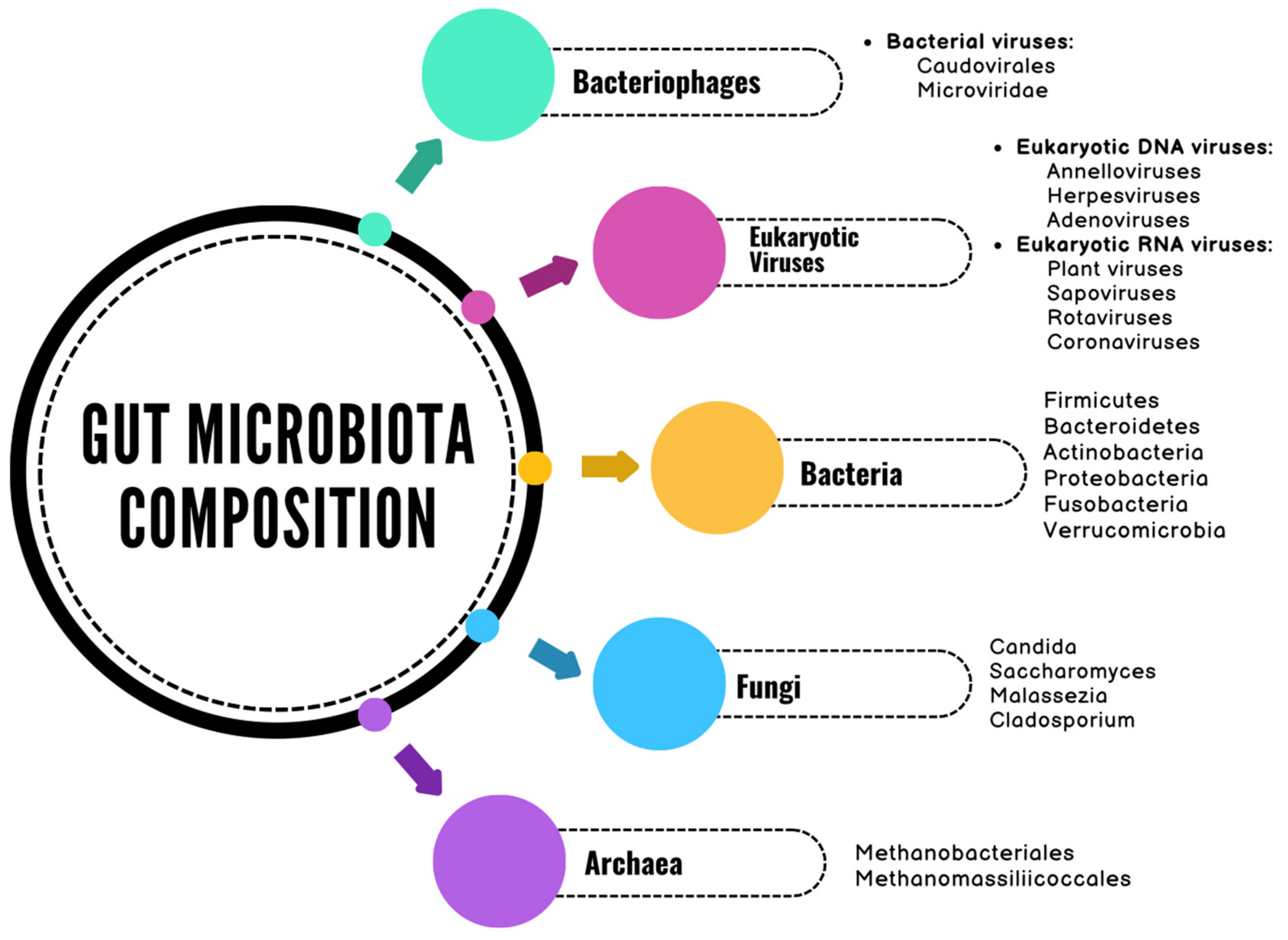 Gut Microbiota and Colorectal Cancer: A Balance Between Risk