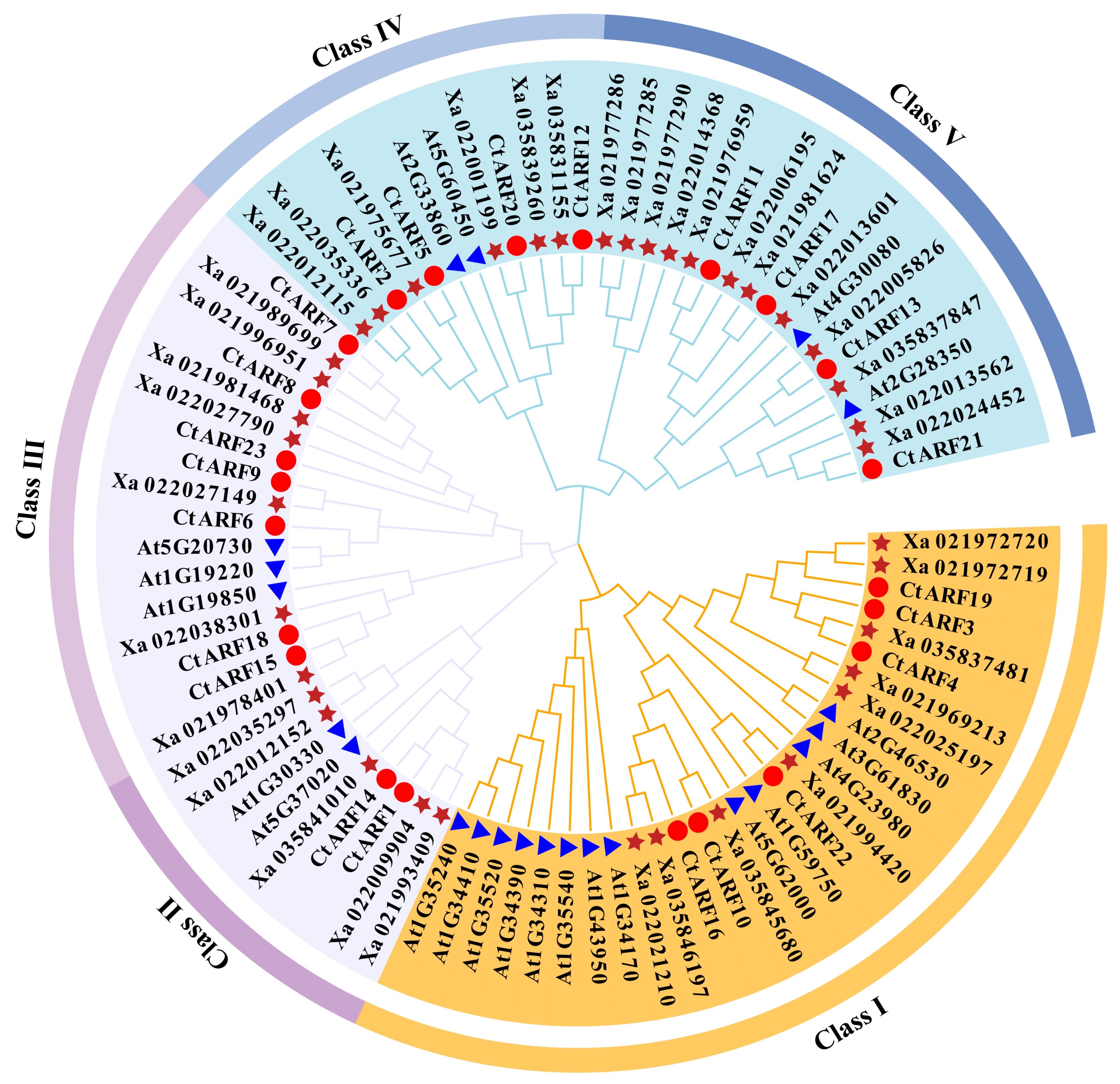 Genome-Wide Identification of the ARF Gene Family in