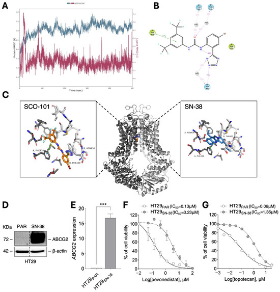 Inhibition of ABCG2 by SCO-101 Enhances Chemotherapy Efficacy in