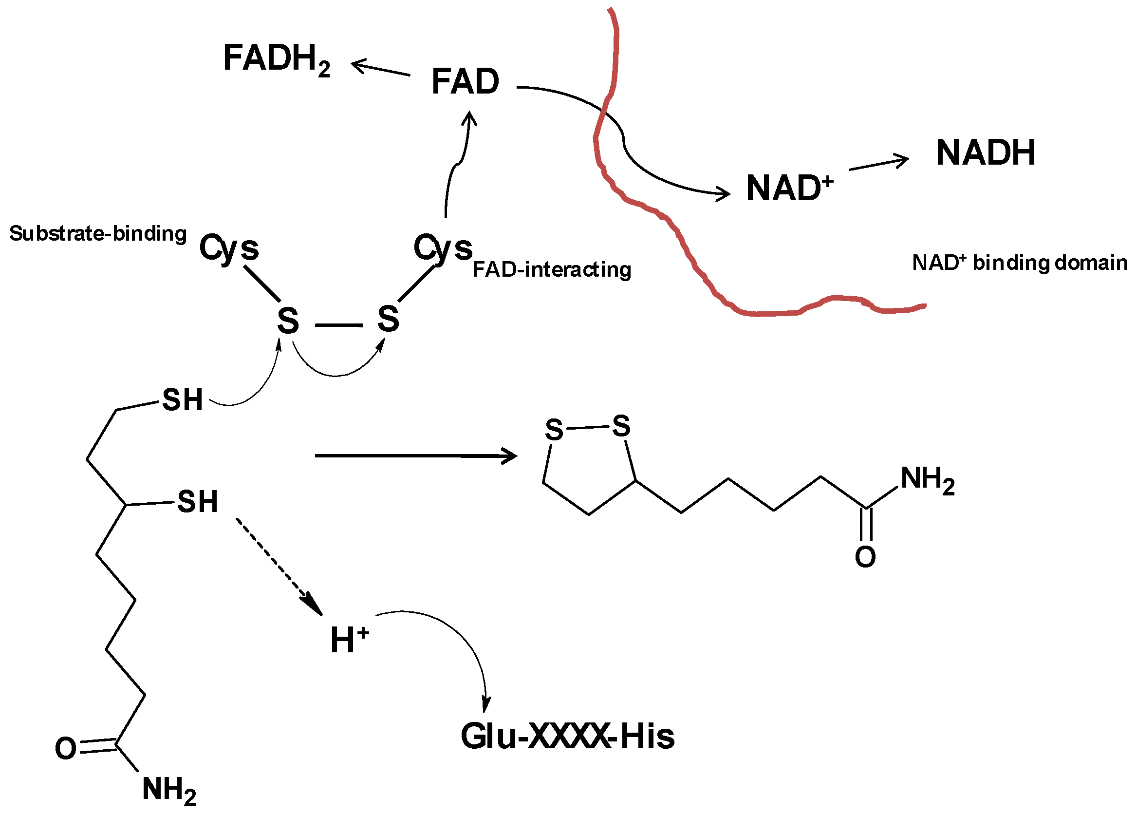 Ijms 26 03845 sch003
