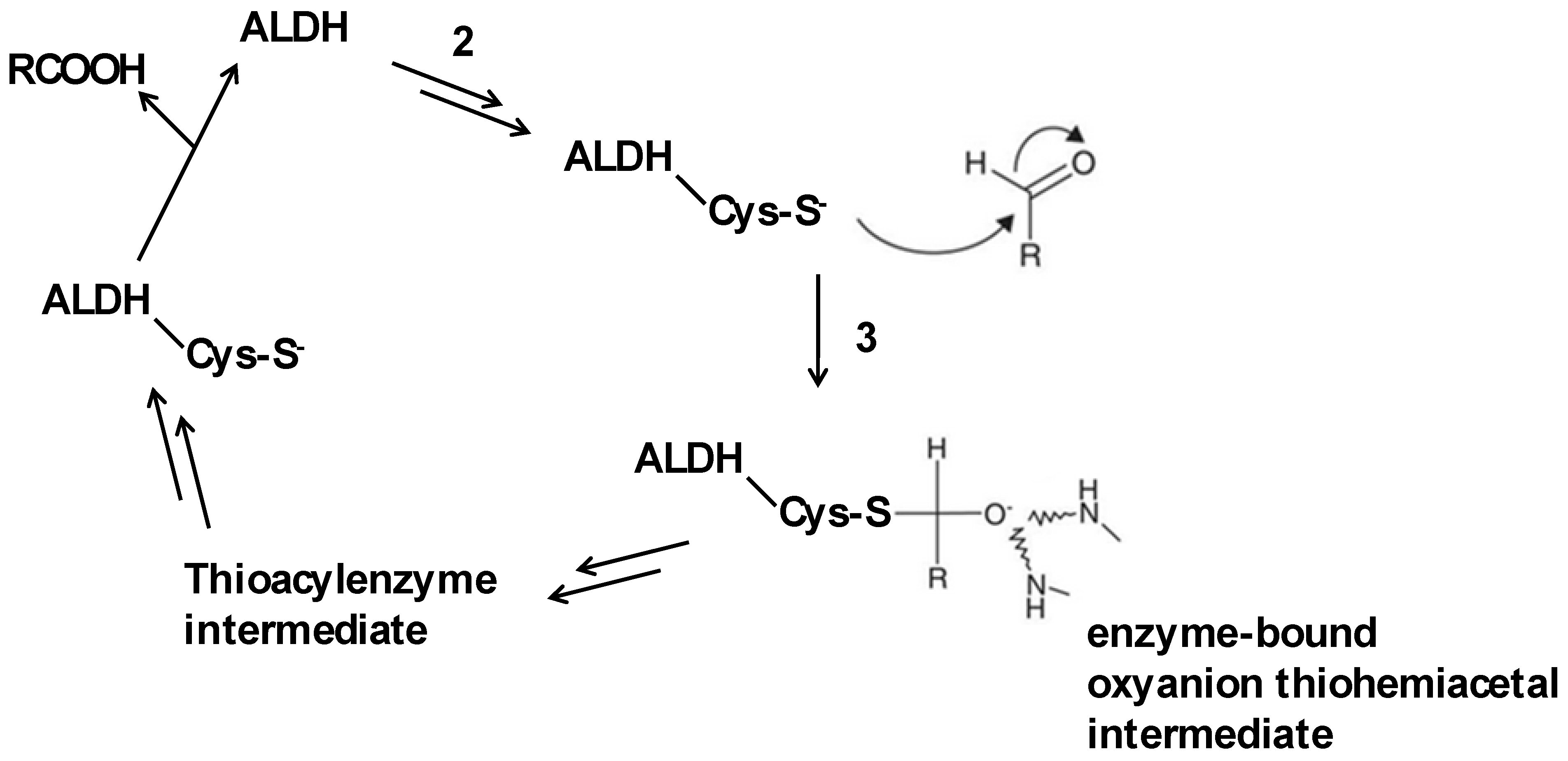 Ijms 26 03845 sch004