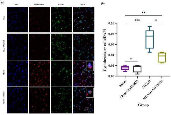 AMX0035 Mitigates Oligodendrocyte Apoptosis and Ameliorates