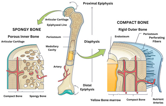 The Intraosseous Environment: Physiological Parameters, Regulatory ...