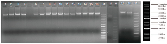 Whole-Genome Sequencing Unveils the Uniqueness of Yushu Yaks (Bos