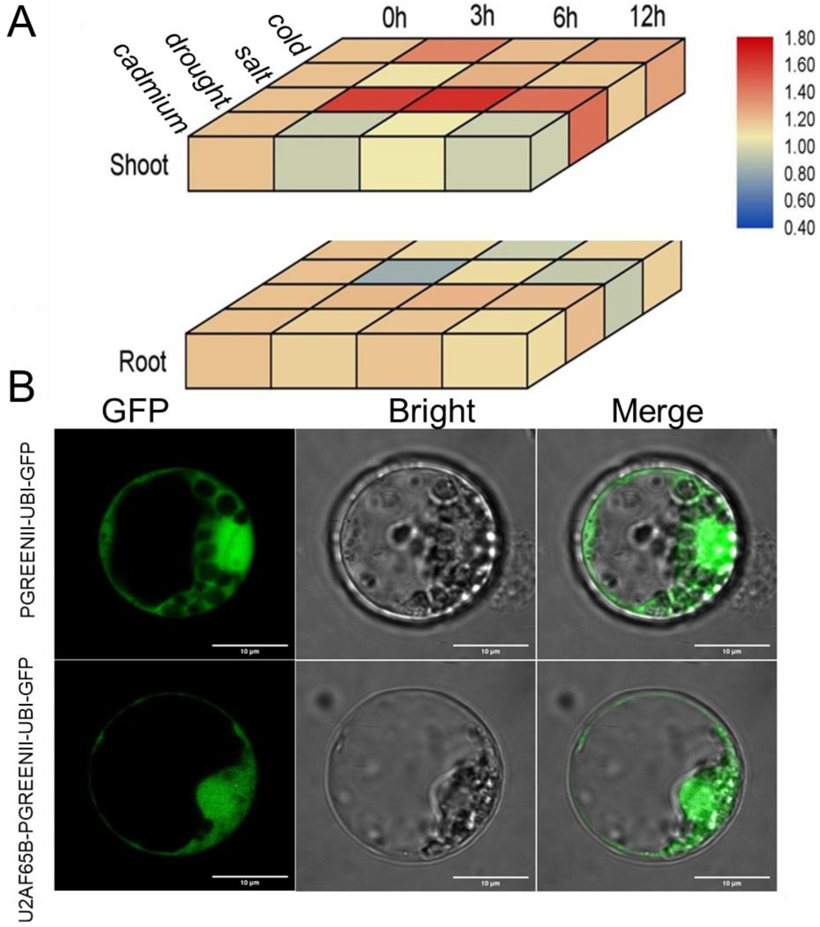 Ijms 26 03901 g004 Ijms 26 03901 g004