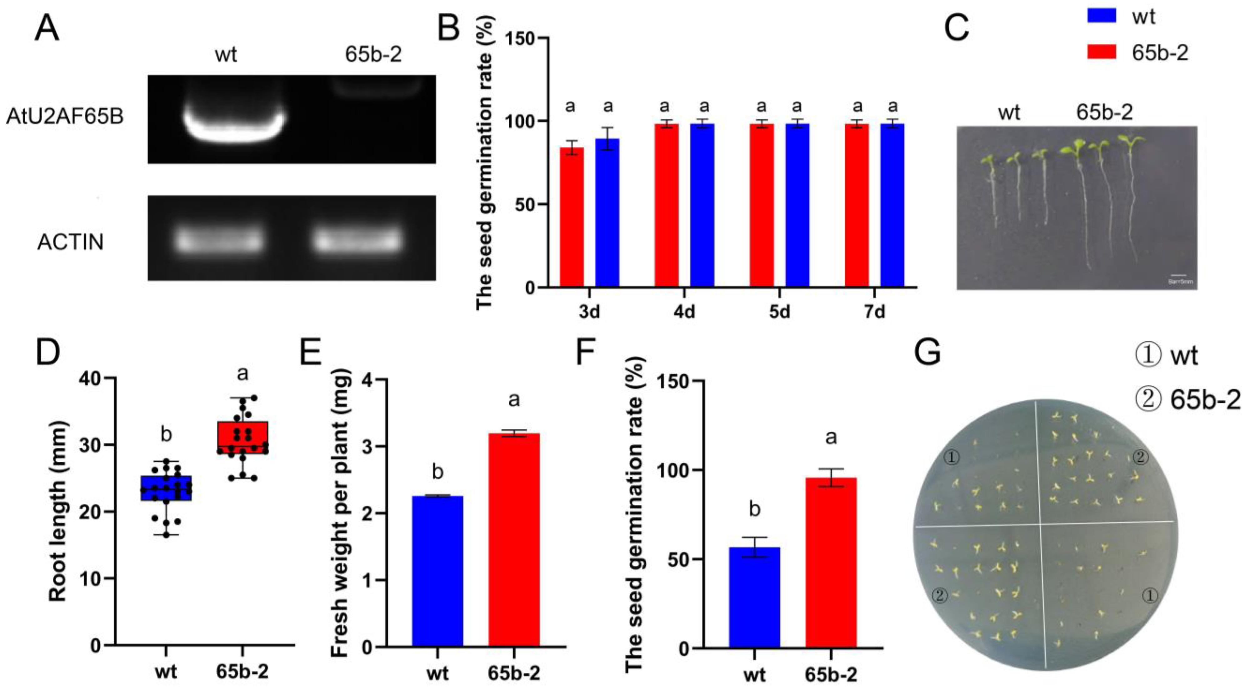 Ijms 26 03901 g006 Ijms 26 03901 g006