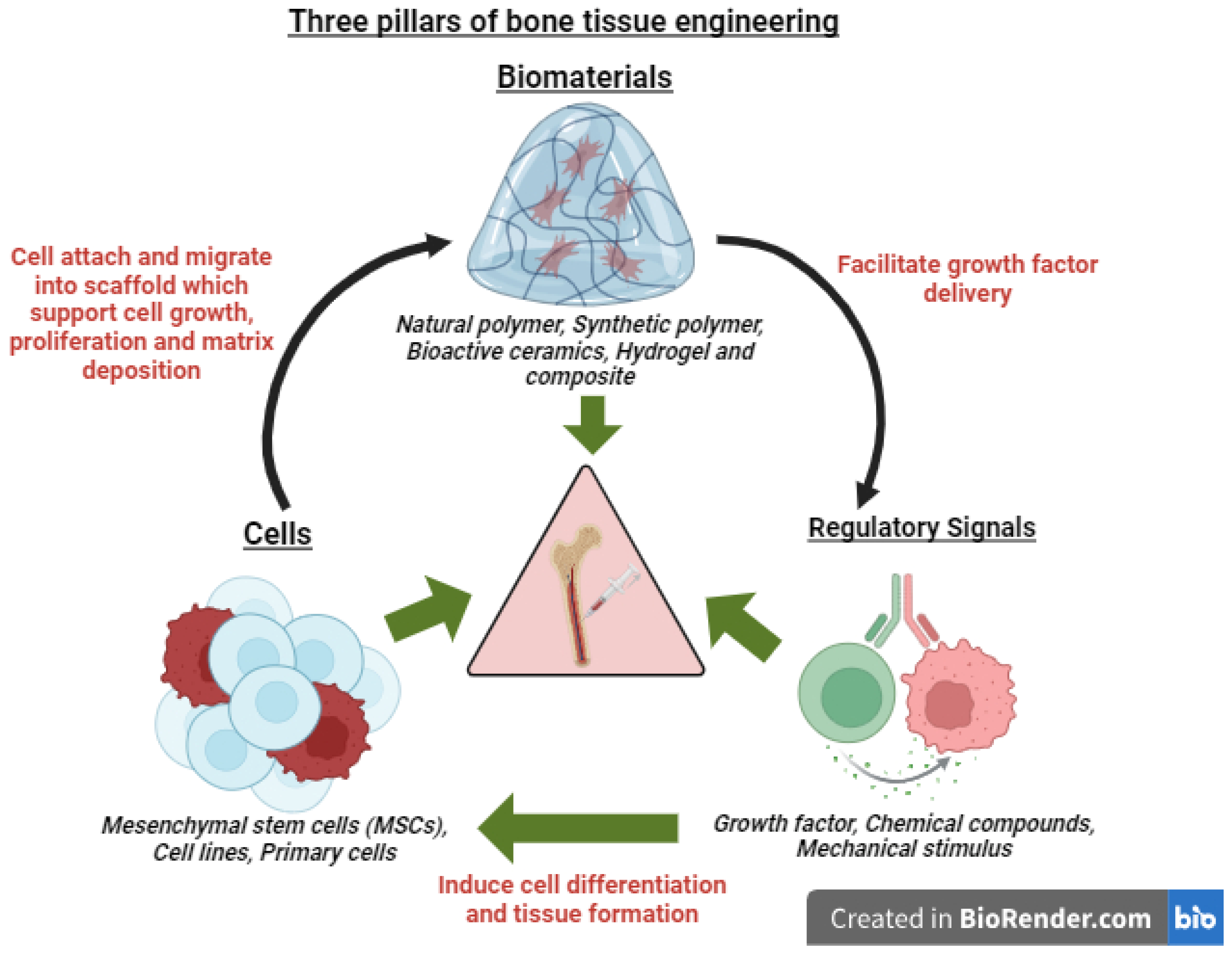 医学書　Biomaterials for Tissue Engineering Existing and Novel Biomaterials for Bone Tissue Engineering