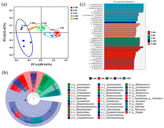 In Vitro Biotransformation of Ziziphi Spinosae Semen