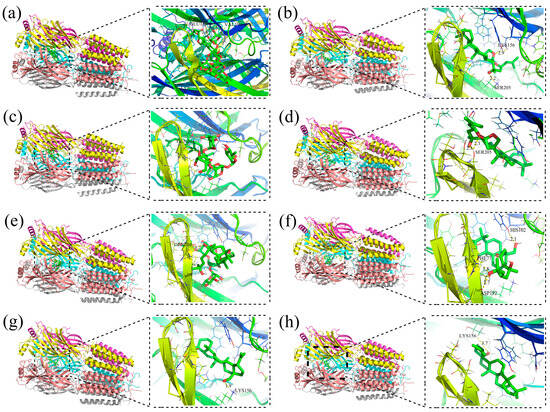 In Vitro Biotransformation of Ziziphi Spinosae Semen
